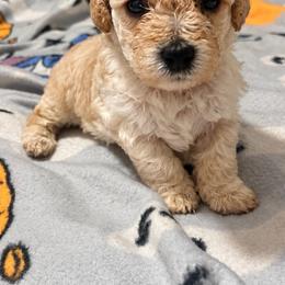 Honey - Apricot female Yorkipoo puppy in Gastonia, North Carolina from Banks Dynasty Kennel