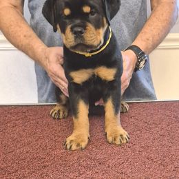 Daisy (Yellow collar) - Black and rust female Rottweiler puppy in Carnesville,, Georgia from Von Knopf Rottweilers
