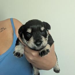 Dark Blue - Black and silver male Miniature Schnauzer puppy in Thomasville, North Carolina from J&J's Future Horizons Kennel