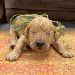 Hickory - Cream male Goldendoodle puppy in Lisbon, Ohio from Willow Lane Doodles