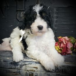 Male 5 - Black white and tan male Springerdoodle puppy in Fargo, North Dakota from Dakota SpringerDoodles