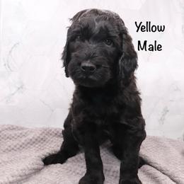 Yellow - Black male Goldendoodle puppy in Maryville, Tennessee from Twin City Doodles