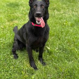 Rush - Black female German Shepherd puppy in Prospect, Connecticut from Di Massimo Canile