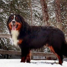 Lemi - Bernese Mountain Dog