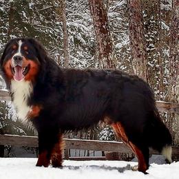 Lemi - Bernese Mountain Dog