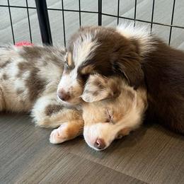 Scotch, AKC Red Merle Boy with Tail - Red merle male Miniature Australian Shepherd puppy in Douglas, Arizona from Starry-Eyed Mini Aussies with Tails