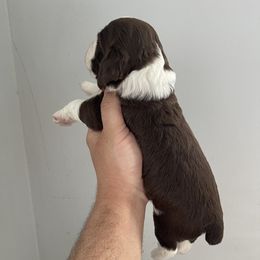 English Springer Spaniel Puppies from Divine Springers