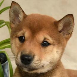Bella - Red female Shiba Inu puppy in Elizabeth, New Jersey from Shiba Inu Loving Care