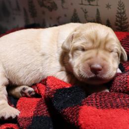 Snowball - Yellow female Labrador Retriever puppy in Camden, Indiana from Camden's Caring Canines
