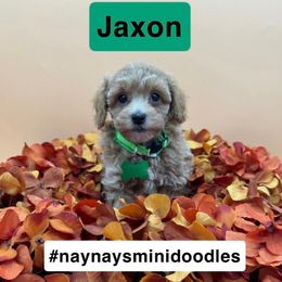 Chief - Green collar - Cream male Goldendoodle puppy in Cape Coral, Florida from Nay Nays Mini Doodles