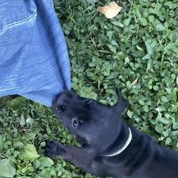 Mountain Cur Puppies from Walnut Ridge Mountain Curs
