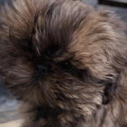 Rigby - Brindle male Shih Tzu puppy in Bennett, Colorado from Victorio Boxers & Shih-Tzu's