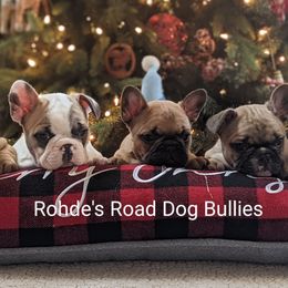 Bulldog and French Bulldog Puppies from Rohde's Road Dog Bullies