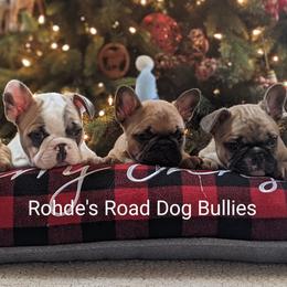 Bulldog and French Bulldog Puppies from Rohde's Road Dog Bullies