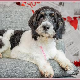Brenda - Tri-color female Bernedoodle puppy in Connersville, Indiana from Deaz Doodle Ranch