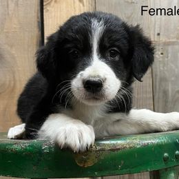 Border Collies from Kipp & Jade