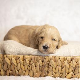 Woodstock - Apricot male Goldendoodle puppy in Seffner, Florida from Gold Diamond Pup