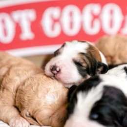 Bernedoodle Puppies from Sugarcreek Haven Bernedoodles