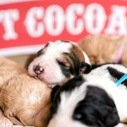 Bernedoodle Puppies from Sugarcreek Haven Bernedoodles