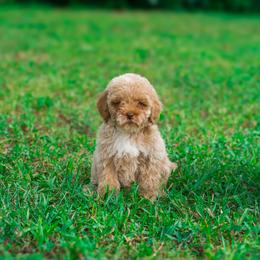 Belle - Apricot female Goldendoodle puppy in Fort Myers, Florida from Corgis & Doodles