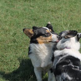 Pembroke Welsh Corgi puppies from Southern Rose Corgis