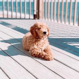 Goldendoodle Puppies from Cedar Creek Doodles
