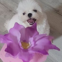 Penny - Maltese