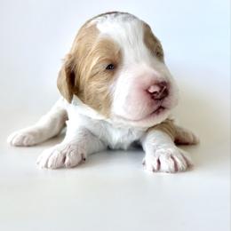 Pearl - Yellow and white female Bernedoodle puppy in Pulaski, Tennessee from Doodle My Heart
