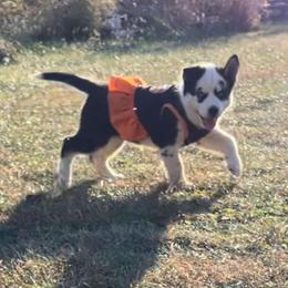 Siberian Husky Puppies from Siberian Huskies-Beckham the Great