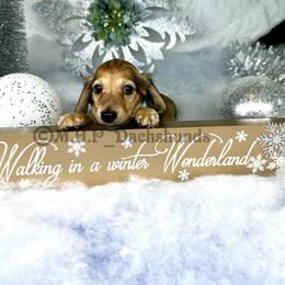 Dachshund Puppies from M.H.P Dachshunds