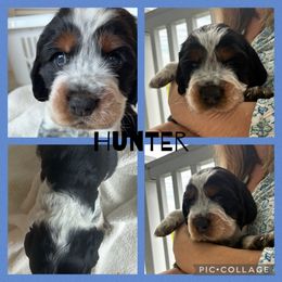 Hunter - Black white and tan male English Springer Spaniel puppy in Charleston, South Carolina from Folly Beach English Springer Spaniels