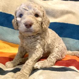Otis (Black Collar) - Caramel cream male Labradoodle puppy in Toledo, Washington from Bigfoot Doodles