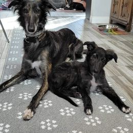 Silken Windhound Puppies from Intriga Hounds