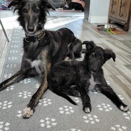 Silken Windhound Puppies from Intriga Hounds