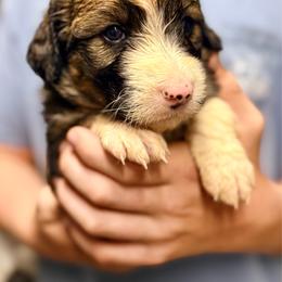 Bonnie - Sable female Bordoodle puppy in Eastman, Georgia from Dood B Ranch