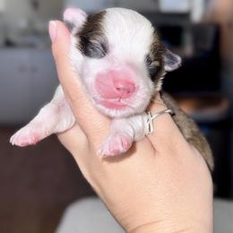 Shamrock - Sable and white male American Corgi puppy in Whitney, Texas from 5H Corgis