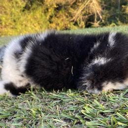 Miniature Australian Shepherds from Long Branch Kennels