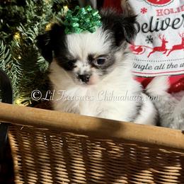Hyde - Black and white male Chihuahua puppy in Anderson, South Carolina from Lil Treasures Chihuahuas