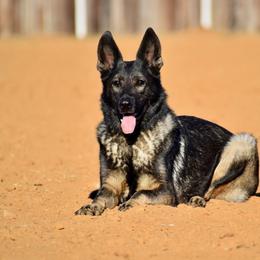 German Shepherd All Grown Up from Masky Kennel