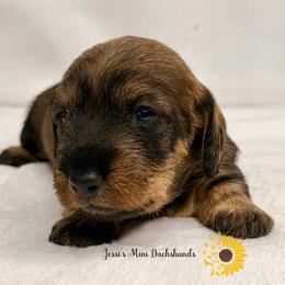 Girl 2 - Wild boar female Dachshund puppy in Polk County, Florida from Jessi’s Mini Dachshunds