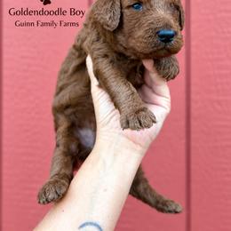 Nitro - male Goldendoodle puppy in Grove, Oklahoma from Guinn Family Farms