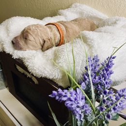Bernedoodle and Labradoodle Puppies from Royal Doodles