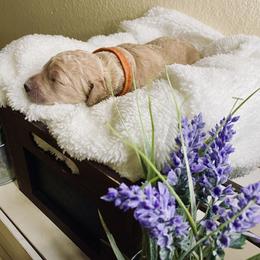 Bernedoodle and Labradoodle Puppies from Royal Doodles