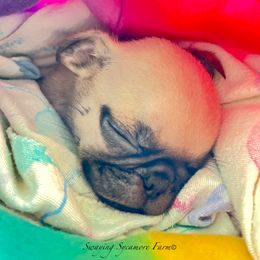 Pug and Shih Tzu Puppies from Swaying Sycamore Farm