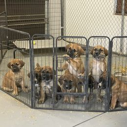 Boerboel, Shorkie, and Toy Australian Shepherd Puppies from SATA Kennels
