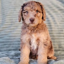 Acorn - Merle male Goldendoodle puppy in Pittsburg, Texas from Grace Springs Goldendoodles