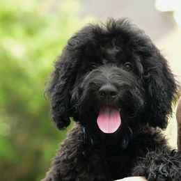 Sheepadoodle Puppies from Riley Grace Puppies