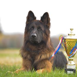 Ulix vom Finkenschlag - Black and red German Shepherd puppy in Nacogdoches, Texas from Vom Hausgladfel