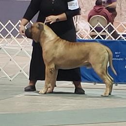 Bullmastiff All Grown Up from Blue Moon Bullmastiffs