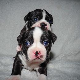 Boston Terrier Puppies from Boston's Boston Terriers AKC